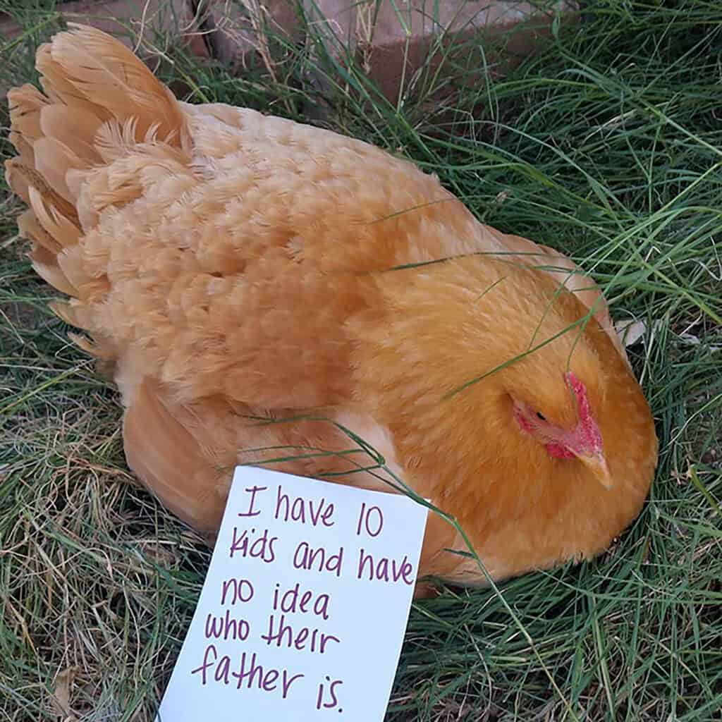 Hen laying in grass with funny sign about unknown father of 10 chicks