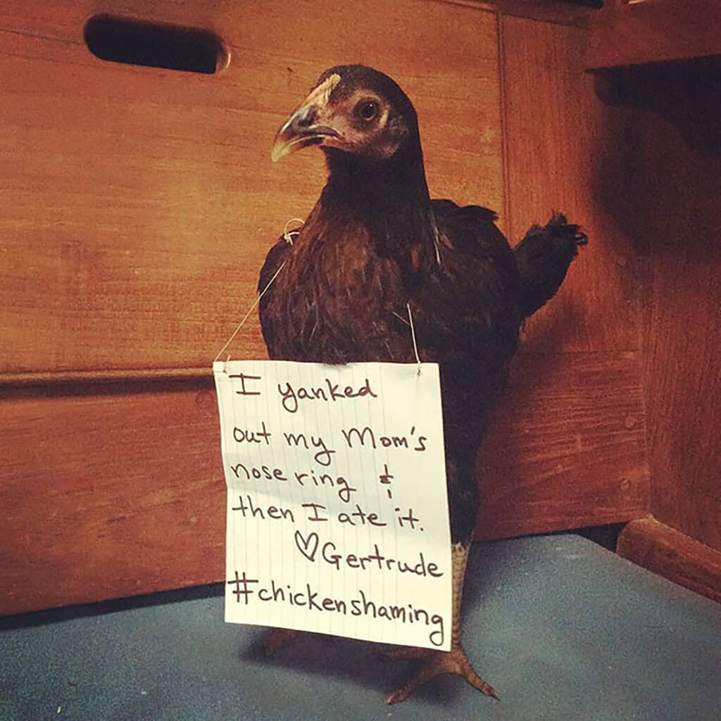 Naughty black chicken named Gertrude who ate her owner's nose ring