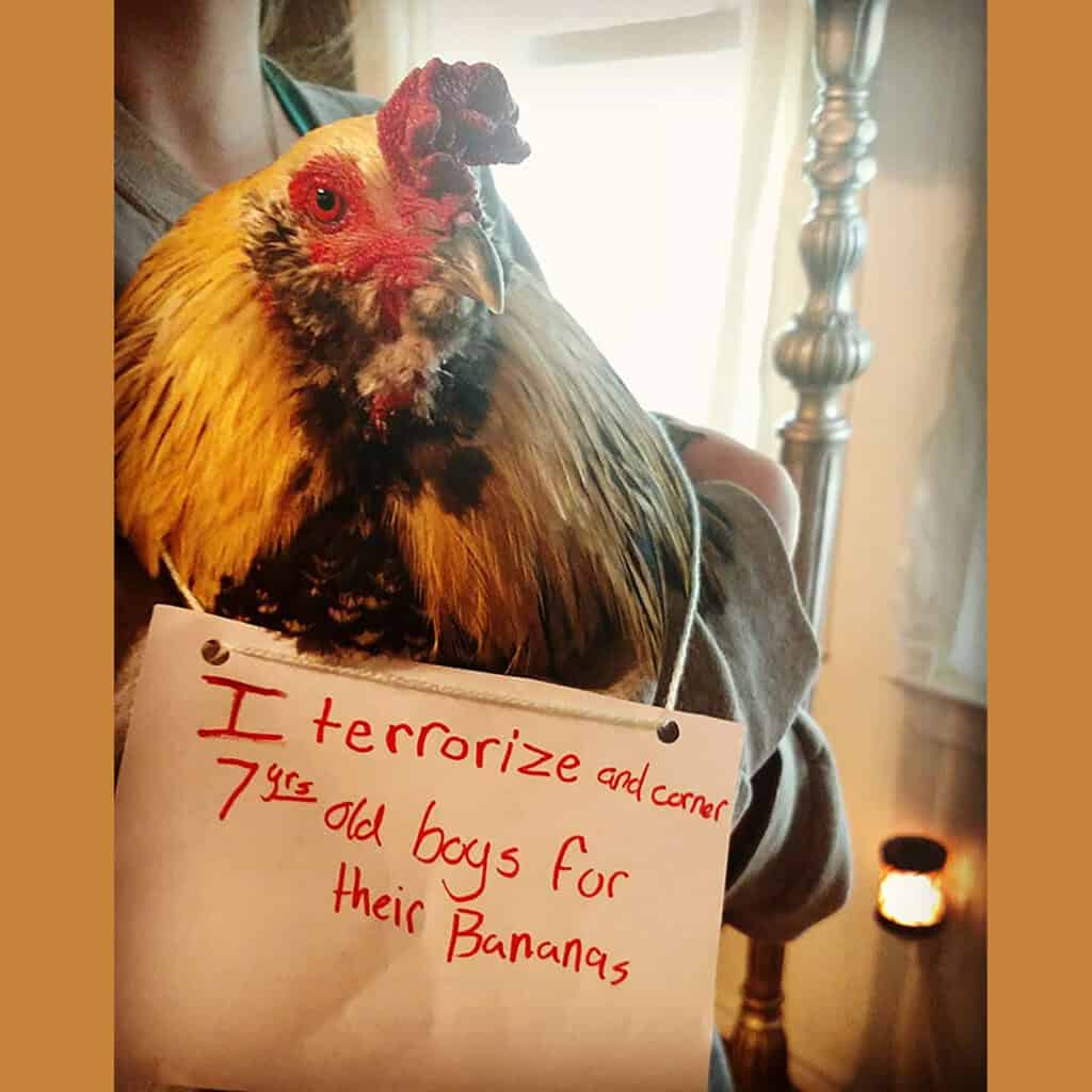 Rooster cornering kids for bananas with a humorous farm animal sign