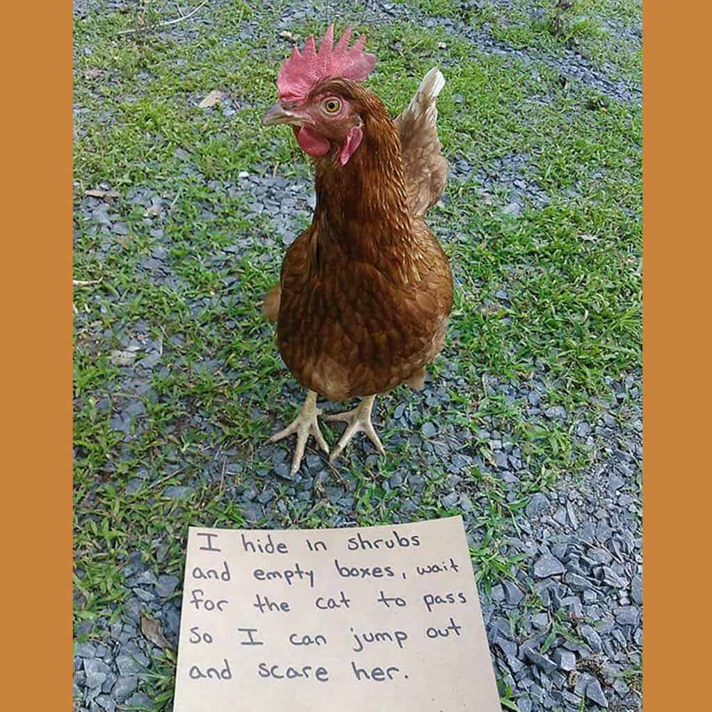 Hilarious photo of chicken hiding to scare the cat in backyard coop