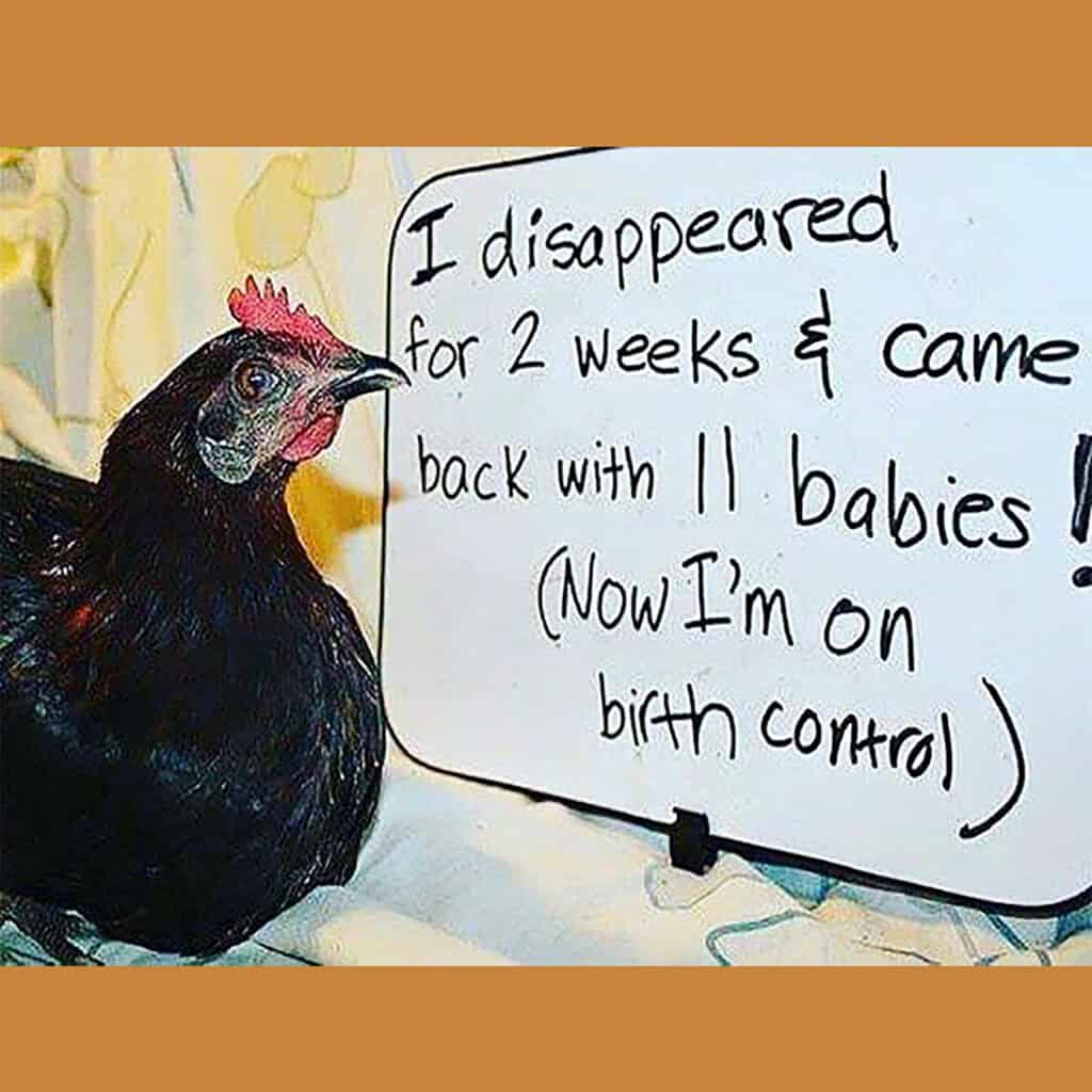 Hen returns with surprise chicks after disappearing from chicken coop