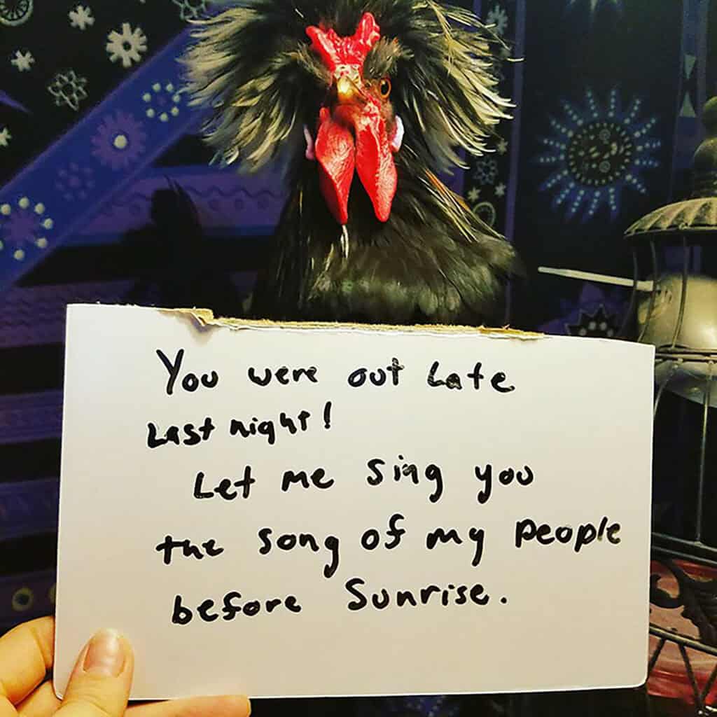 Angry rooster crowing early with a funny sign about singing before sunrise