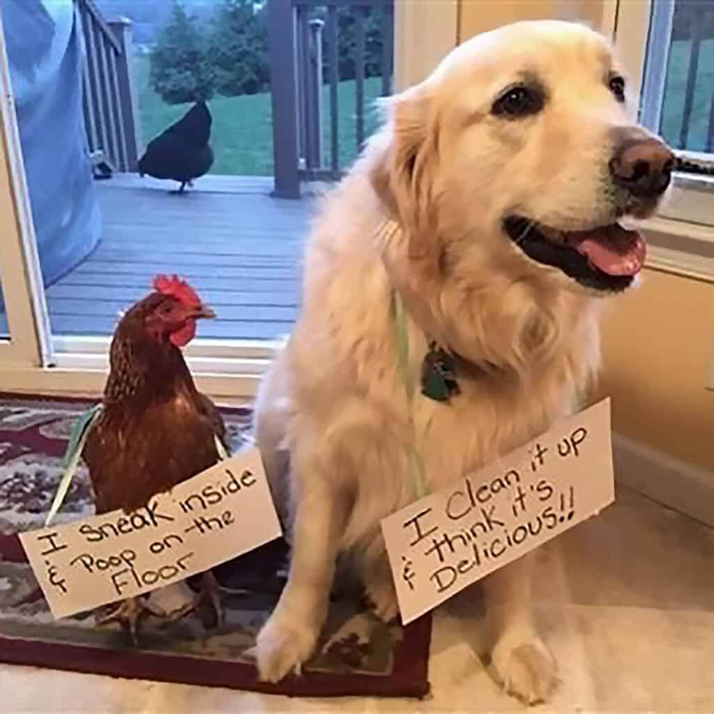 Chicken and golden retriever shaming sign showing naughty farm animal behavior