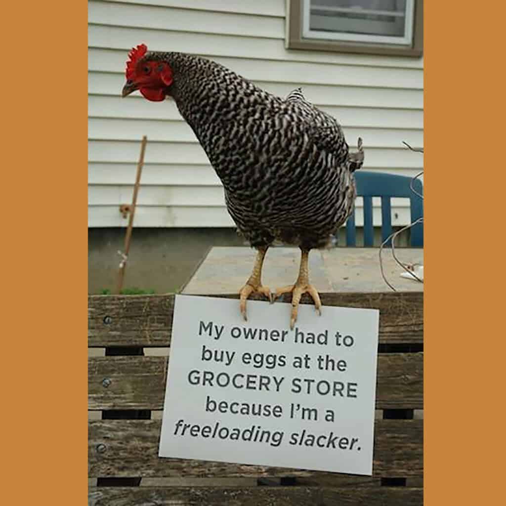 Lazy backyard chicken with sign about not laying eggs for owner