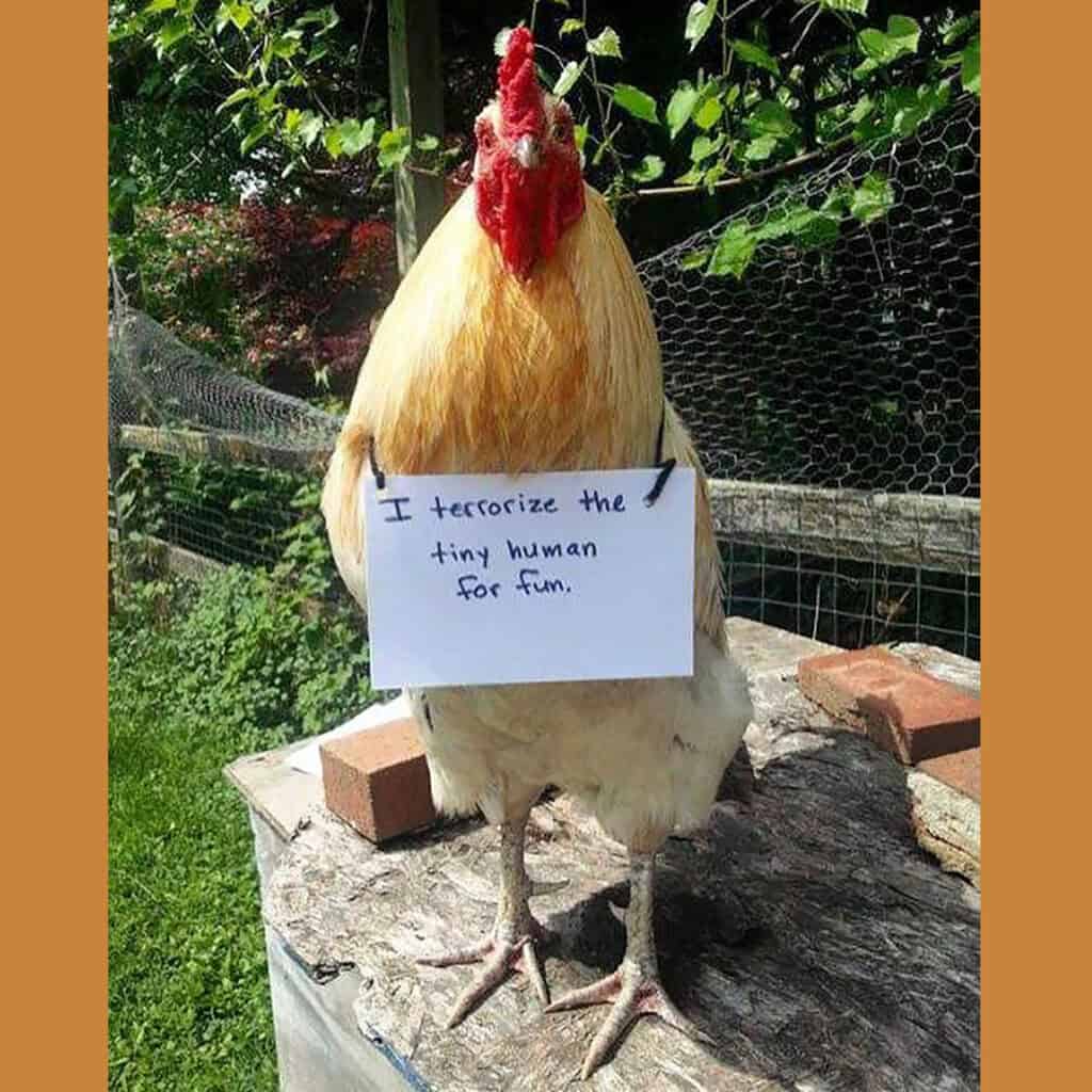 Rooster with sign about scaring children in the backyard