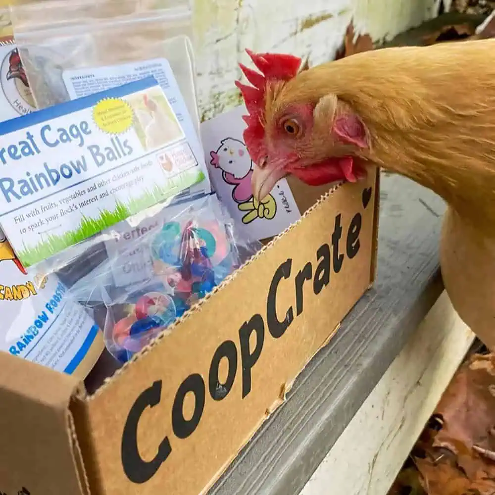 Best Chicken Treats